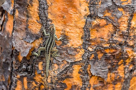 Male Santa Cruz lava lizard (Microlophus indefatigabilis) on Santa Cruz Island, Galapagos Islands, Ecuador, South America Photographie de stock - Rights-Managed, Code: 841-07523367