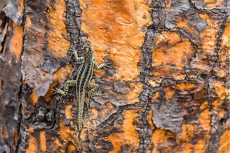 simsearch:841-07523384,k - Male Santa Cruz lava lizard (Microlophus indefatigabilis) on Santa Cruz Island, Galapagos Islands, Ecuador, South America Stock Photo - Rights-Managed, Code: 841-07523367