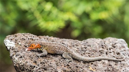 Female Santa Cruz lava lizard (Microlophus indefatigabilis) on Santa Cruz Island, Galapagos Islands, Ecuador, South America Foto de stock - Con derechos protegidos, Código: 841-07523368