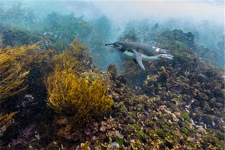 simsearch:841-06499436,k - Galapagos penguin (Spheniscus mendiculus) underwater at Isabela Island, Galapagos Islands, Ecuador, South America Stock Photo - Rights-Managed, Code: 841-07523377