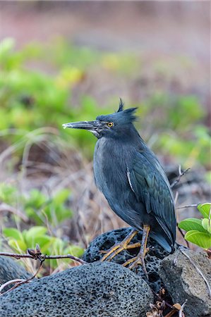 santiago island - Adult Striated Heron, Butorides striata, at Puerto Egas, Santiago Island, Galapagos Islands, Ecuador, South America Photographie de stock - Rights-Managed, Code: 841-07523385