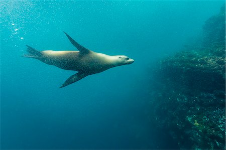 simsearch:841-06499436,k - Galapagos sea lion (Zalophus wollebaeki) underwater at Isabela Island, Galapagos Islands, Ecuador, South America Stock Photo - Rights-Managed, Code: 841-07523382