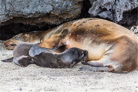 Galapagos sea lion (Zalophus wollebaeki) pup nursing in Urbina Bay, Isabela Island, Galapagos Islands, Ecuador, South America Foto de stock - Con derechos protegidos, Código: 841-07523383