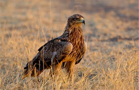 simsearch:841-07523554,k - Tawny Eagle, Grumeti, Tanzania Photographie de stock - Rights-Managed, Code: 841-07523458