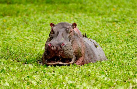 simsearch:841-07589779,k - Hippopotamus among river cabbage, Grumeti, Tanzania Stock Photo - Rights-Managed, Code: 841-07523477