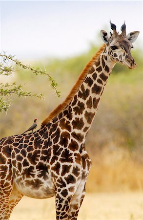 Giraffe, Grumeti, Tanzania Stock Photo - Rights-Managed, Code: 841-07523484