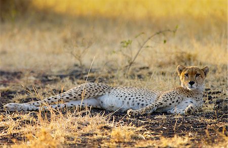 simsearch:841-03490253,k - Cheetah, Grumeti, Tanzania, East Africa Photographie de stock - Rights-Managed, Code: 841-07523494