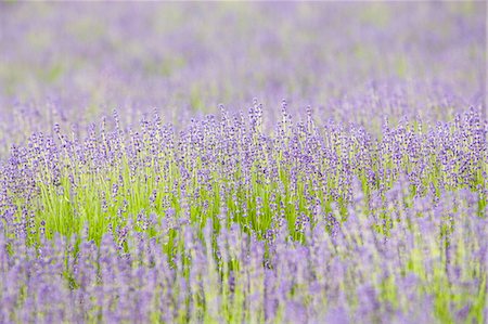 simsearch:841-07523514,k - Snowshill Folgate lavender field, Worcestershire, United Kingdom The Cotswolds Photographie de stock - Rights-Managed, Code: 841-07523514