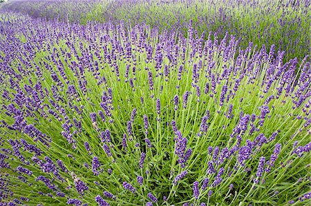 simsearch:841-02920965,k - Snowshill Imperial Gem lavender field, Worcestershire, United Kingdom The Cotswolds Foto de stock - Con derechos protegidos, Código: 841-07523516