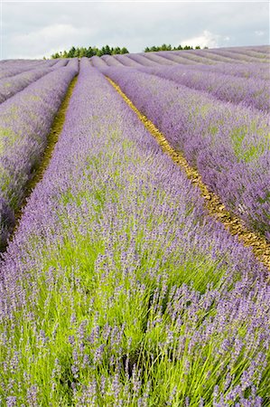 simsearch:841-06345524,k - Snowshill lavender field, Worcestershire, United Kingdom The Cotswolds Photographie de stock - Rights-Managed, Code: 841-07523517