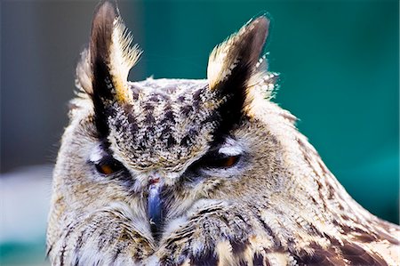 European Eagle Owl,Charlton Park, Wiltshire, England, United Kingdom Foto de stock - Con derechos protegidos, Código: 841-07523523