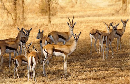 simsearch:841-07204992,k - Thomsons Gazelles, Grumeti, Tanzania Stock Photo - Rights-Managed, Code: 841-07523538