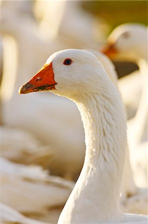 Goose, Oxfordshire, United Kingdom. Free-range birds may be at risk if Avian Flu (Bird Flu Virus) spreads Foto de stock - Direito Controlado, Número: 841-07523542