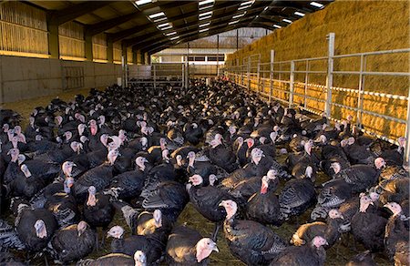 Free-range Norfolk bronze turkeys return to their barn after  roaming at Sheepdrove Organic Farm , Lambourn, England Foto de stock - Con derechos protegidos, Código: 841-07523551