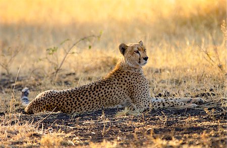 simsearch:841-03505712,k - Cheetah, Grumeti, Tanzania, East Africa Fotografie stock - Rights-Managed, Codice: 841-07523565