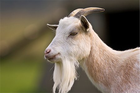 Free-range goat, Cotswolds, United Kingdom. Foto de stock - Con derechos protegidos, Código: 841-07523563