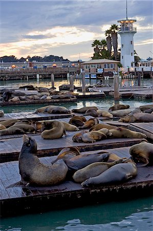 simsearch:841-02718248,k - Californian Sea-Lions rest on floating rafts at Pier 39, San Francisco, United States of America Foto de stock - Con derechos protegidos, Código: 841-07523577