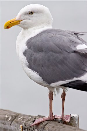 simsearch:841-05783928,k - Greater Black-Backed Gull by San Francisco bay, California, United States of America Foto de stock - Con derechos protegidos, Código: 841-07523578