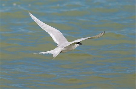 simsearch:400-09046940,k - White-fronted tern  (Sterna Striata) in flight across the Hauraki Gulf off the Coromandel Peninsula,  North Island, New Zealand Stock Photo - Rights-Managed, Code: 841-07523596