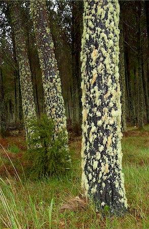 Moss and lichens on tree, North Island, New Zealand Foto de stock - Con derechos protegidos, Código: 841-07523607