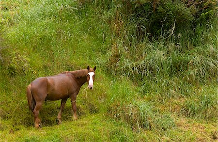 simsearch:841-07523608,k - Chestnut horse in landscape, North Island, New Zealand Fotografie stock - Rights-Managed, Codice: 841-07523608