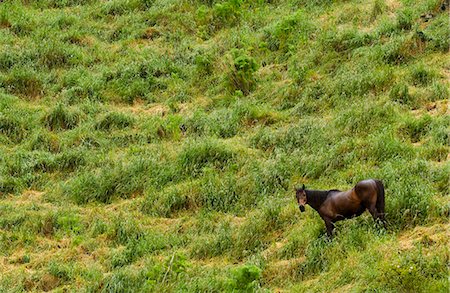 simsearch:841-07523608,k - Descending horse in landscape, North Island, New Zealand Fotografie stock - Rights-Managed, Codice: 841-07523609