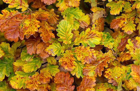 simsearch:841-05795607,k - Oak leaf and acorns on forest floor in autumn in England Stockbilder - Lizenzpflichtiges, Bildnummer: 841-07523634