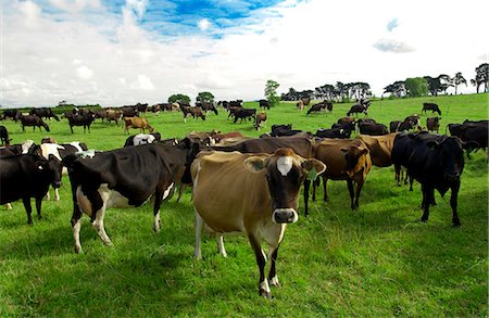 simsearch:649-07239641,k - Cows on a farm  near Waiuku on North Island  in New Zealand Photographie de stock - Rights-Managed, Code: 841-07523639