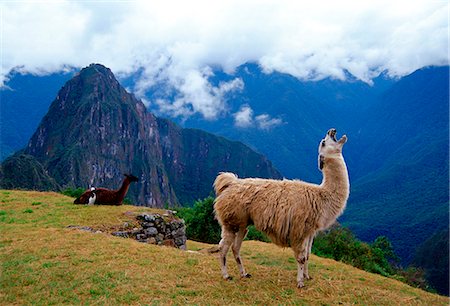 Llama, Machu Picchu ruins of the Inca citadel discovered in 1911 in Peru, South America Photographie de stock - Rights-Managed, Code: 841-07523648