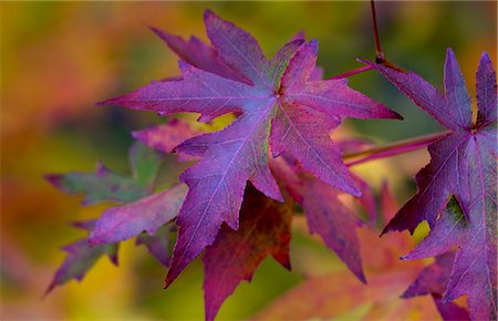 simsearch:841-05795607,k - Maple leaves in autumn in England Stockbilder - Lizenzpflichtiges, Bildnummer: 841-07523649