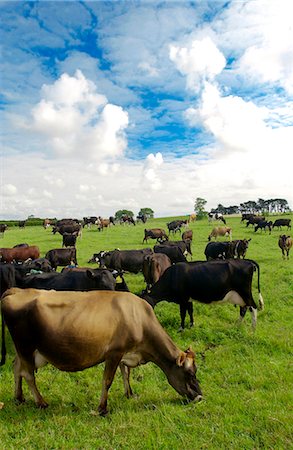 simsearch:841-07457461,k - Cows on a farm  near Waiuku on North Island  in New Zealand Photographie de stock - Rights-Managed, Code: 841-07523640