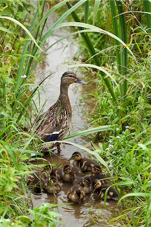 Female Mallard duck, Anas platyrhynchos, with young ducklings in a stream in The Cotswolds, UK Photographie de stock - Rights-Managed, Code: 841-07523660