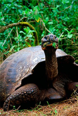 simsearch:841-07201766,k - Giant tortoise feeding on leaves on the Galapagos Islands Stock Photo - Rights-Managed, Code: 841-07523687