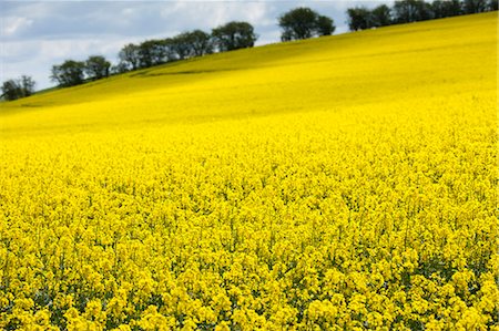 Oilseed rape crop, Brassica napus, in landscape at Swinbrook in the Cotswolds, Oxfordshire, UK Photographie de stock - Rights-Managed, Code: 841-07523688