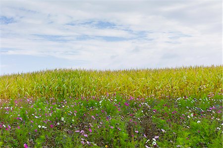 Wildflower border by maize crop in a field in rural Normandy, France Stock Photo - Rights-Managed, Code: 841-07523742