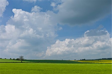 simsearch:841-07523514,k - Barley crop in landscape at Asthall, The Cotswolds, Oxfordshire, UK Photographie de stock - Rights-Managed, Code: 841-07523753
