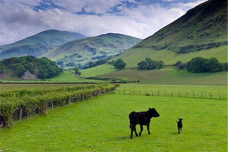 Welsh black cow and calf in valley meadow at Llanfihangel, Snowdonia, Gwynedd, Wales Stock Photo - Rights-Managed, Code: 841-07523794