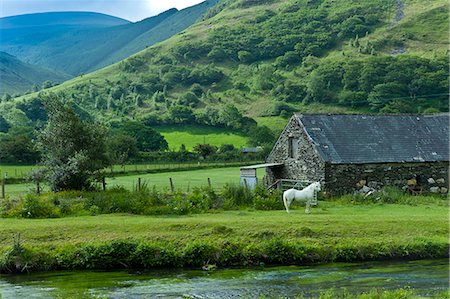 simsearch:841-06447974,k - Welsh pony in typical Welsh mountain landscape at Abergynolwyn in Snowdonia, Gwynedd, Wales Stock Photo - Rights-Managed, Code: 841-07523792