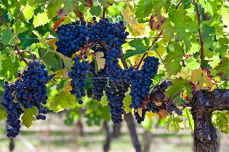 Ripe Merlot grapes on an ancient vine at Chateau Fontcaille Bellevue, in Bordeaux region of France Stock Photo - Rights-Managed, Code: 841-07523800