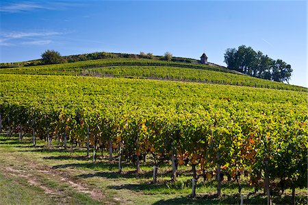 simsearch:862-03352276,k - Vineyard on hill slopes at St Emilion in the Bordeaux wine region of France Photographie de stock - Rights-Managed, Code: 841-07523814