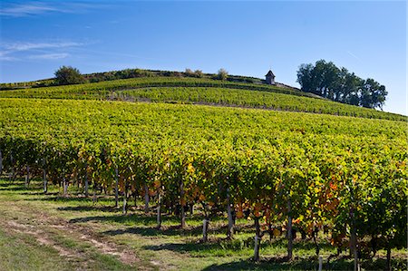 Vineyard on hill slopes at St Emilion in the Bordeaux wine region of France Stock Photo - Rights-Managed, Code: 841-07523814