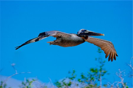 simsearch:841-08059468,k - Brown Pelican bird in flight in clear blue sky, Galapagos Islands, Ecuador Photographie de stock - Rights-Managed, Code: 841-07523817