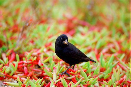 simsearch:841-05783928,k - DarwinFinch bird, Santa Cruz,  the Galapagos Islands, Ecuador Photographie de stock - Rights-Managed, Code: 841-07523819