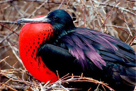 simsearch:841-02916428,k - Male Frigatebird with fully inflated pouch, Galapagos Islands, Ecuador Photographie de stock - Rights-Managed, Code: 841-07523810