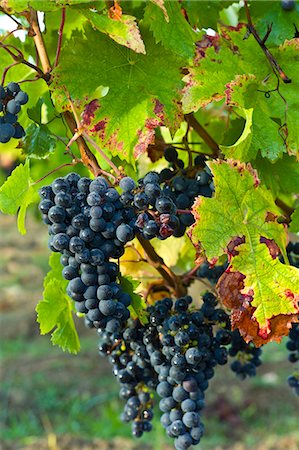 Ripe Merlot grapes on an ancient vine at Chateau Fontcaille Bellevue, in Bordeaux region of France Photographie de stock - Rights-Managed, Code: 841-07523811