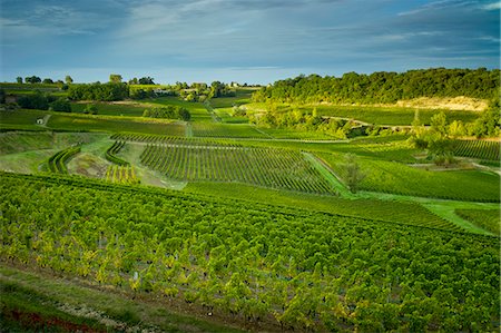 Ripe black grapes in vineyard of hill slopes at St Emilion in the Bordeaux wine region of France Photographie de stock - Rights-Managed, Code: 841-07523813