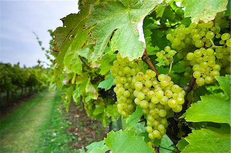 simsearch:659-07739305,k - Bacchus Schonberger grapes growing on grapevines for British wine production at The Three Choirs Vineyard, Newent, Gloucestershire Stock Photo - Rights-Managed, Code: 841-07523829