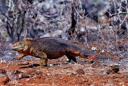 simsearch:841-05783896,k - Land iguana , Galapagos Islands, Ecuador Foto de stock - Con derechos protegidos, Código: 841-07523836