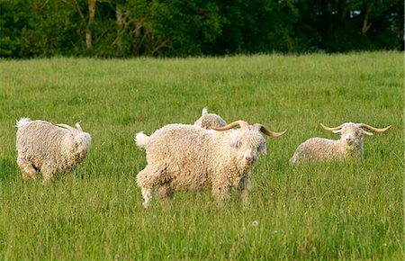simsearch:649-07239641,k - Angora goat on North Island  in New Zealand Photographie de stock - Rights-Managed, Code: 841-07523839