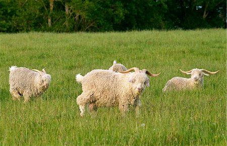 Angora goat on North Island  in New Zealand Stock Photo - Rights-Managed, Code: 841-07523839